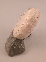 Discoscaphites cf. D. gulosus 