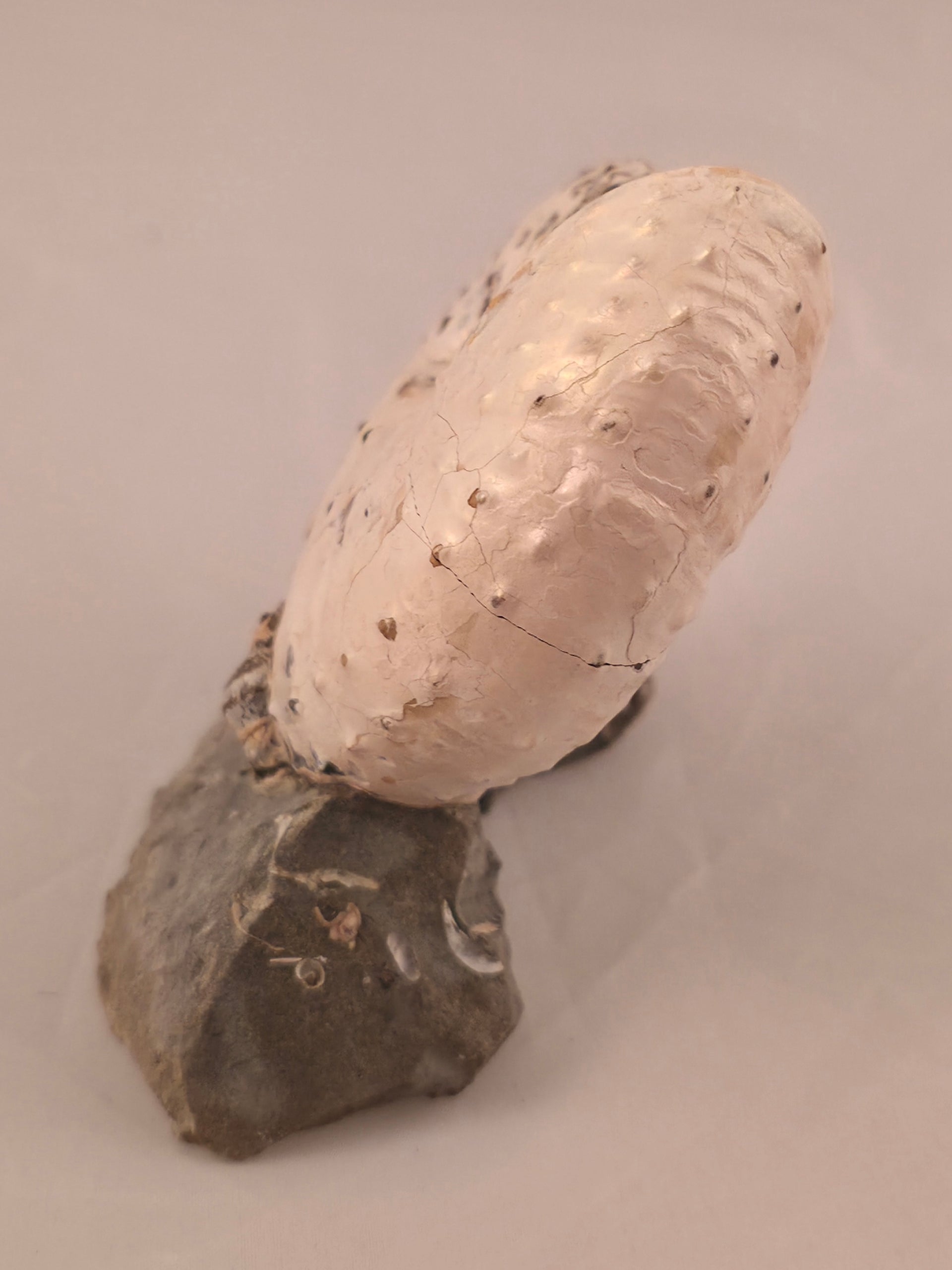 Discoscaphites cf. D. gulosus 