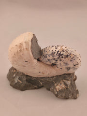 Discoscaphites cf. D. gulosus 