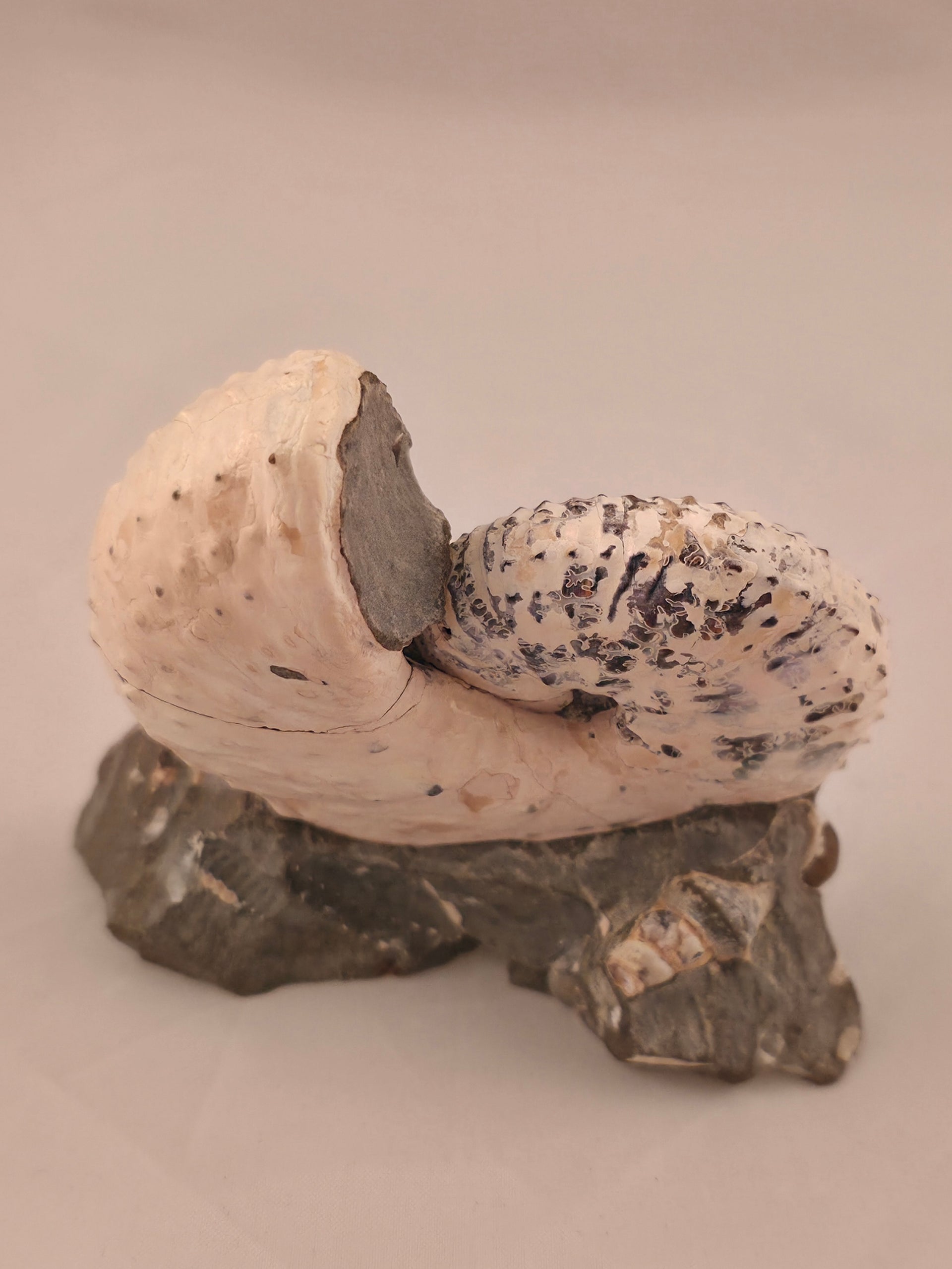 Discoscaphites cf. D. gulosus 