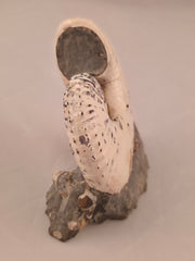 Discoscaphites cf. D. gulosus 