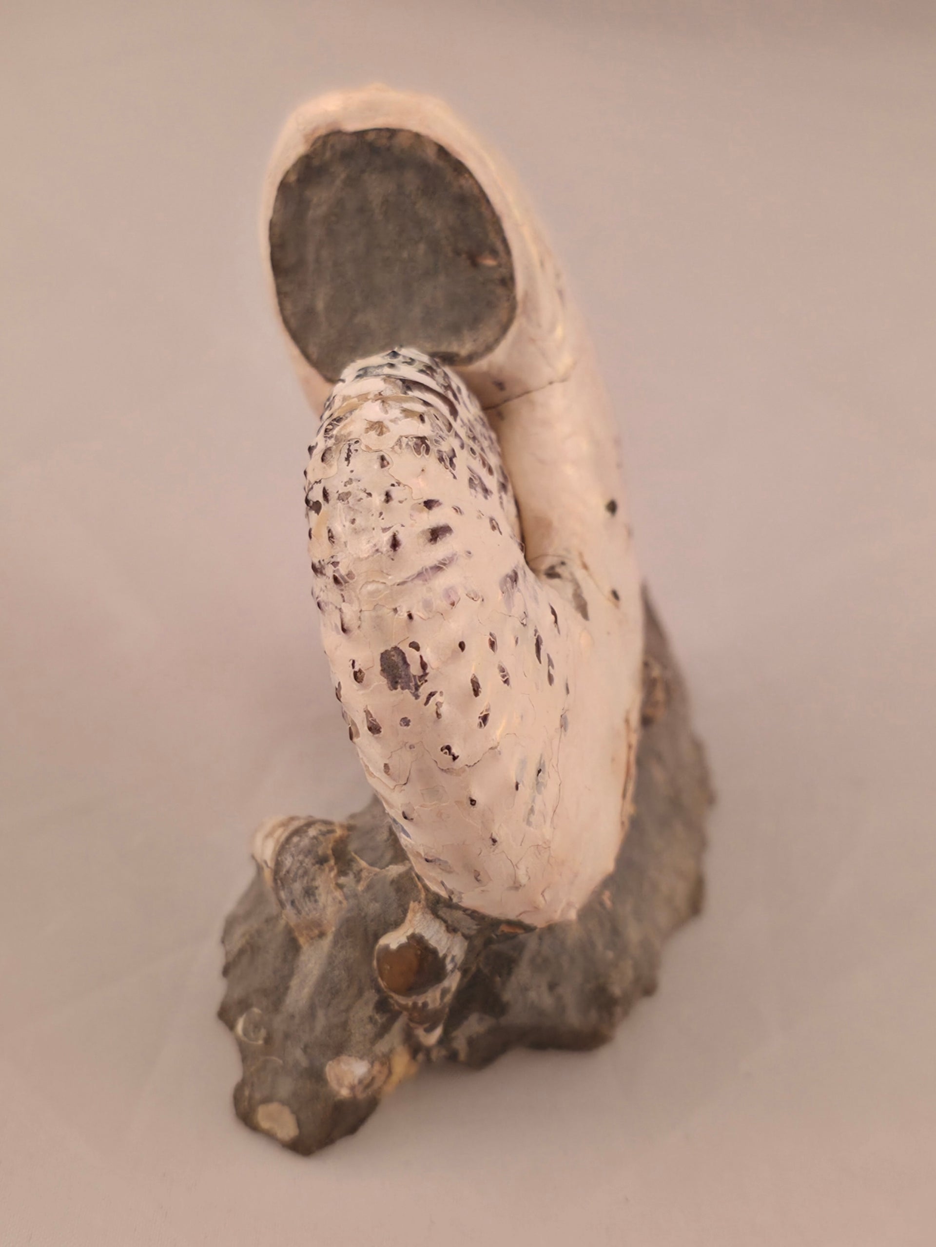 Discoscaphites cf. D. gulosus 