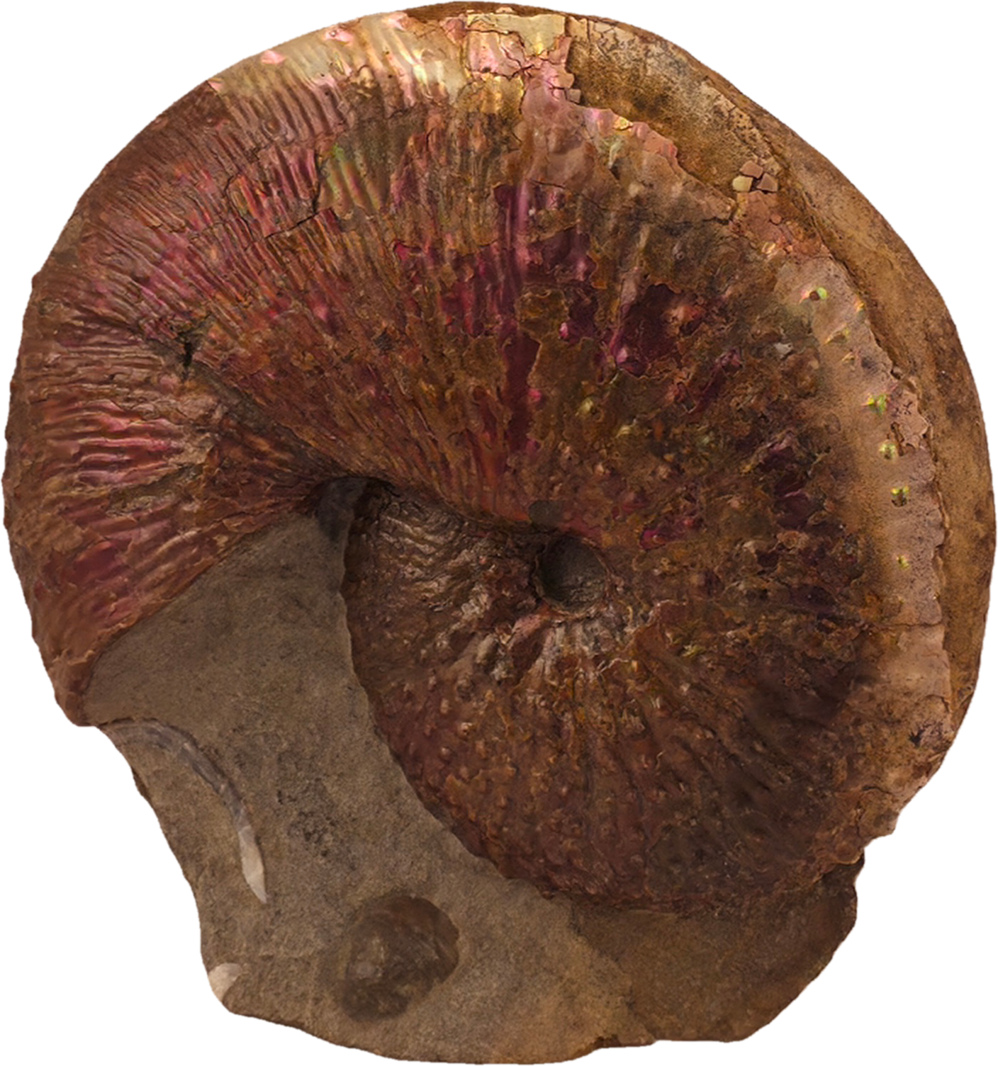 Hoploscaphites nebrascensis 
