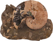 Discoscaphites conradi macroconch