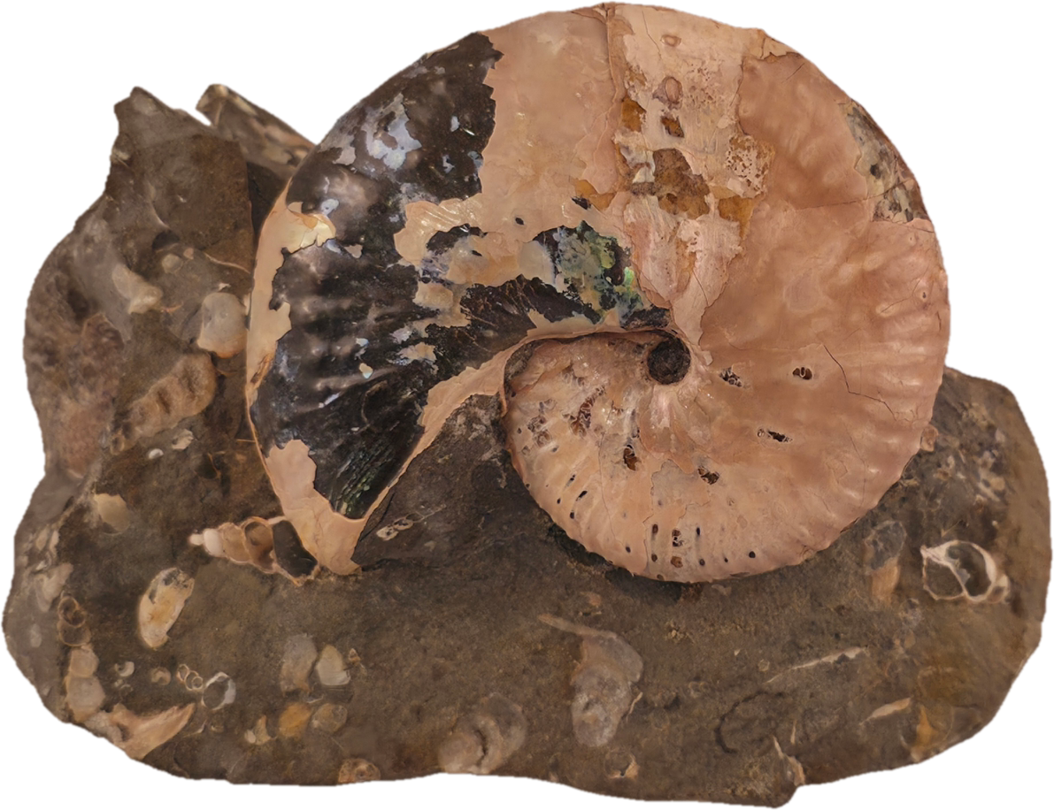 Discoscaphites conradi macroconch