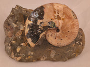 Discoscaphites conradi macroconch