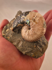 Discoscaphites conradi macroconch 