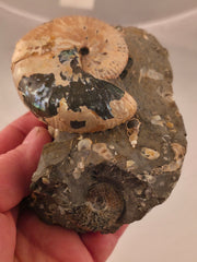 Discoscaphites conradi macroconch 