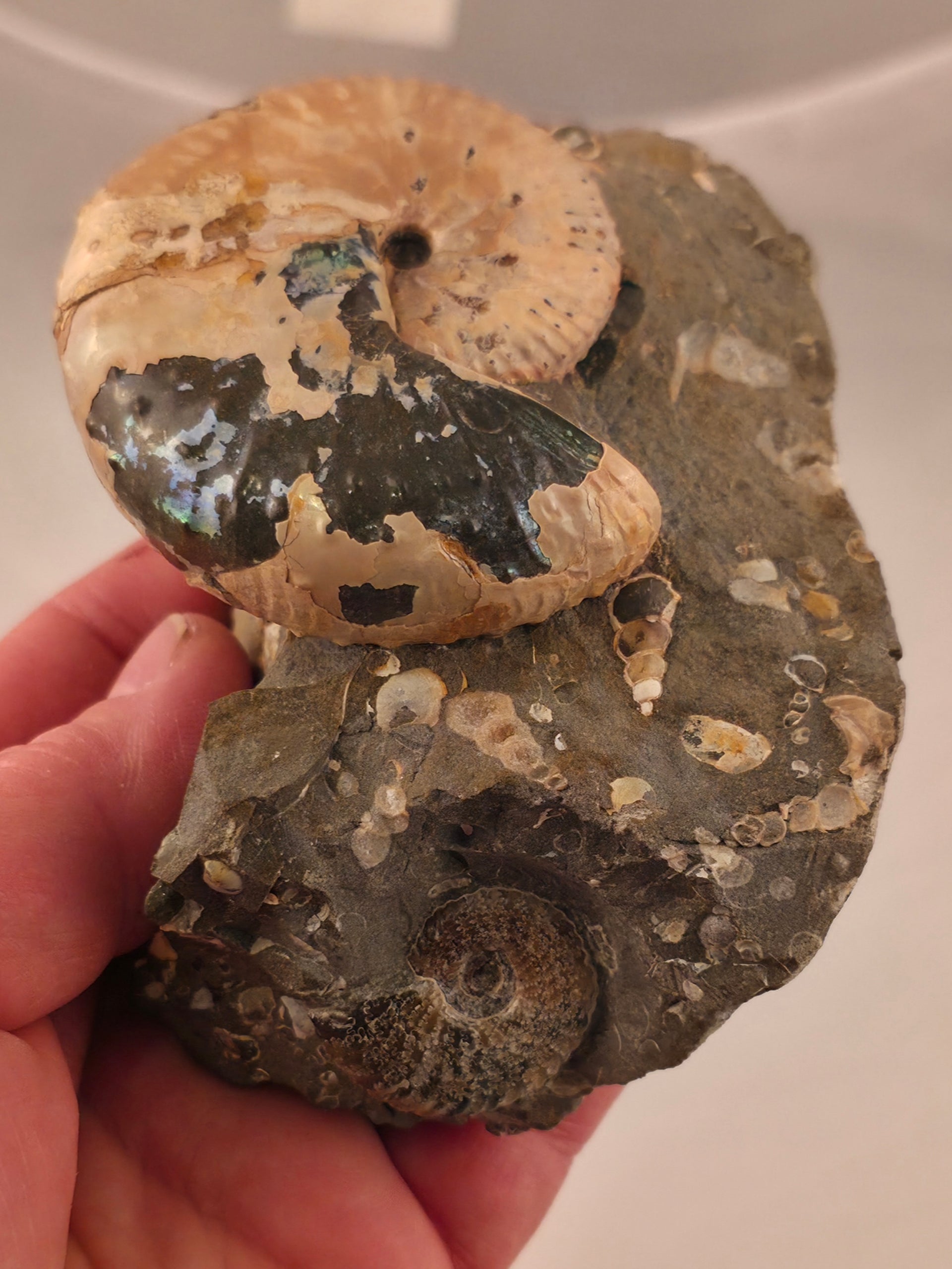 Discoscaphites conradi macroconch 