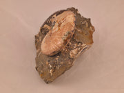 Discoscaphites conradi macroconch 