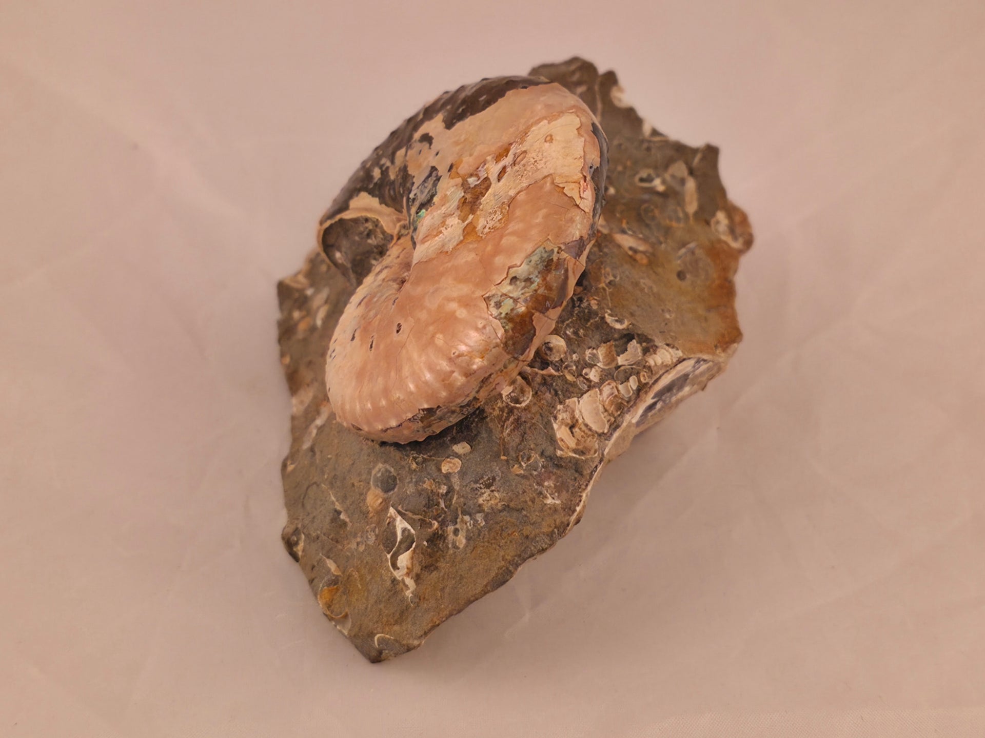 Discoscaphites conradi macroconch 