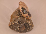 Discoscaphites conradi macroconch 