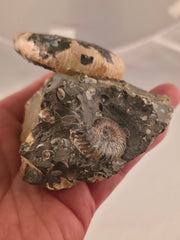 Discoscaphites conradi macroconch 