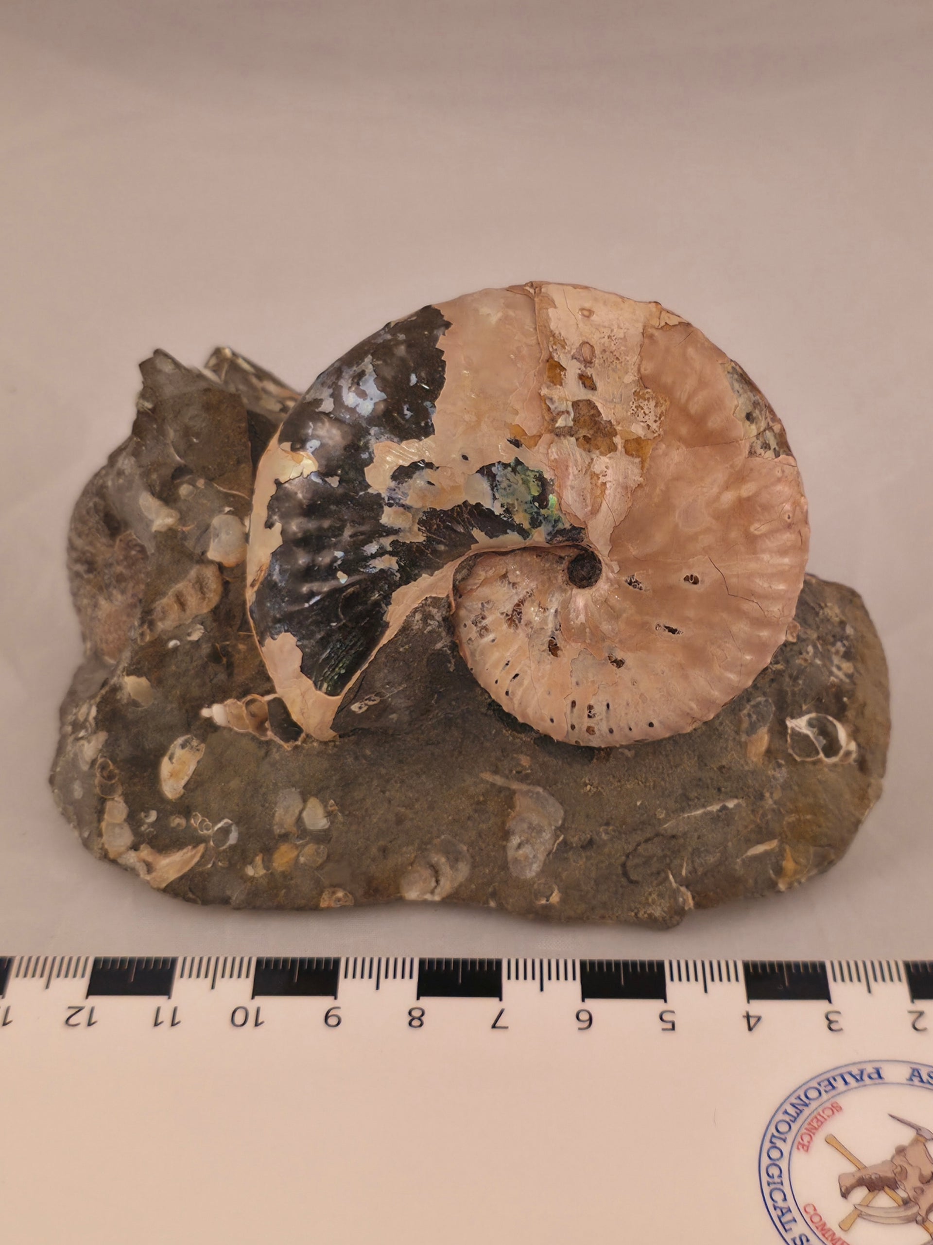 Discoscaphites conradi macroconch 
