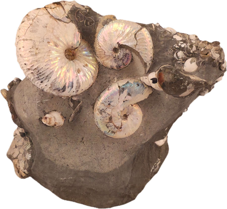 Hoploscaphites spedeni w/ multiple Discoscaphites conradi macroconch