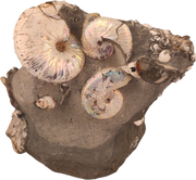 Hoploscaphites spedeni w/ multiple Discoscaphites conradi macroconch