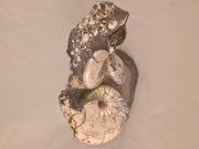 Hoploscaphites spedeni w/ multiple Discoscaphites conradi macroconch 