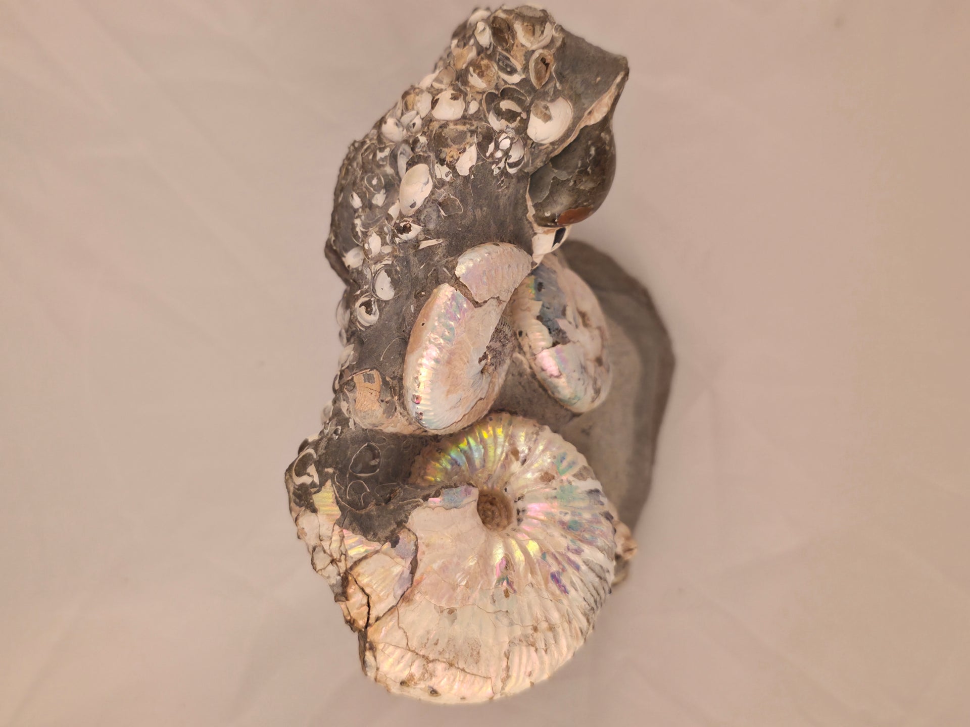 Hoploscaphites spedeni w/ multiple Discoscaphites conradi macroconch 