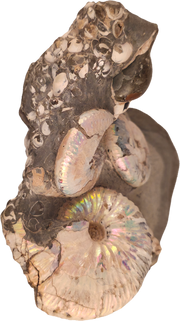 Hoploscaphites spedeni w/ multiple Discoscaphites conradi macroconch 