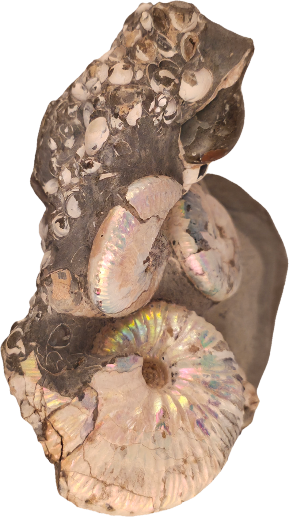Hoploscaphites spedeni w/ multiple Discoscaphites conradi macroconch 