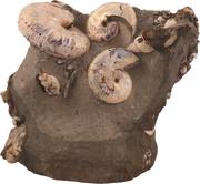 Hoploscaphites spedeni w/ multiple Discoscaphites conradi macroconch 