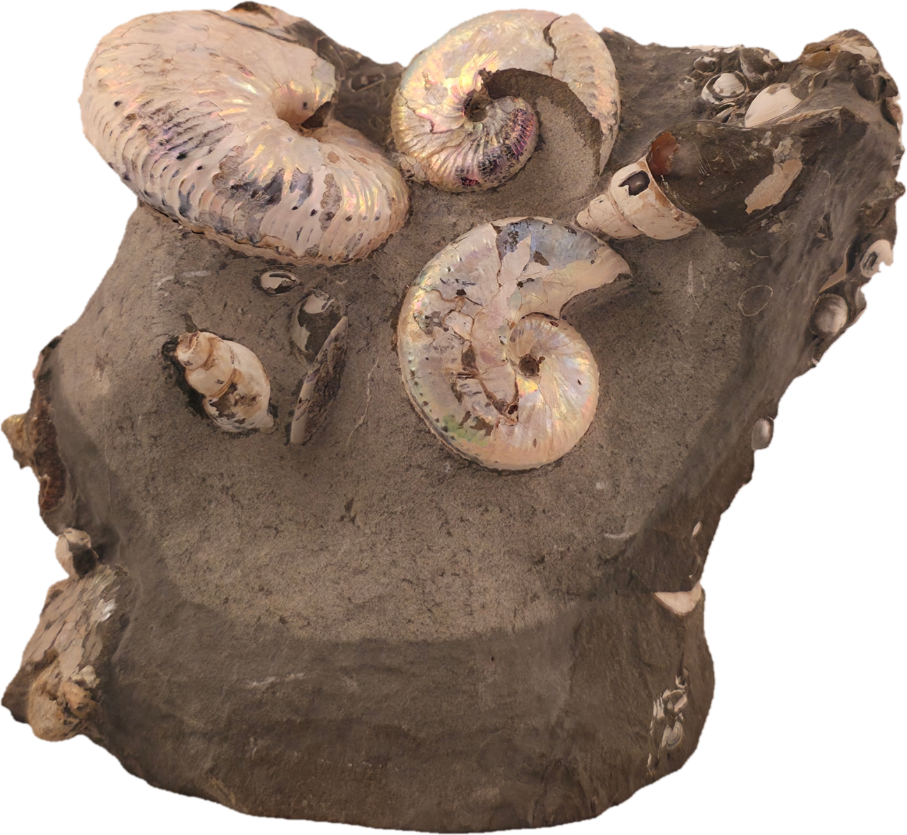 Hoploscaphites spedeni w/ multiple Discoscaphites conradi macroconch 