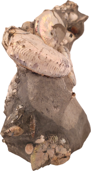 Hoploscaphites spedeni w/ multiple Discoscaphites conradi macroconch 