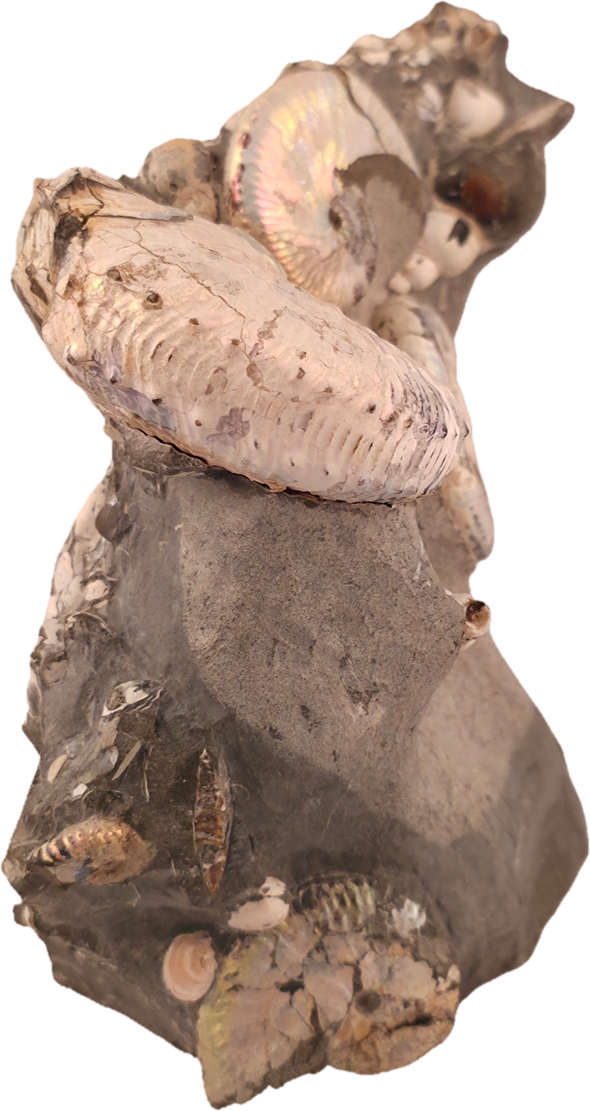 Hoploscaphites spedeni w/ multiple Discoscaphites conradi macroconch 