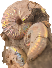 Hoploscaphites spedeni w/ multiple Discoscaphites conradi macroconch 