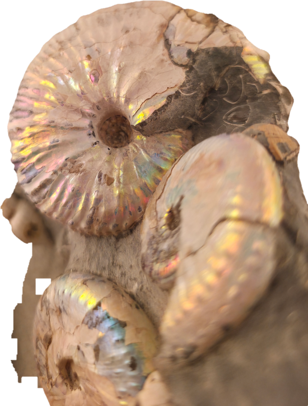 Hoploscaphites spedeni w/ multiple Discoscaphites conradi macroconch 