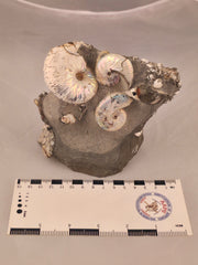 Hoploscaphites spedeni w/ multiple Discoscaphites conradi macroconch 