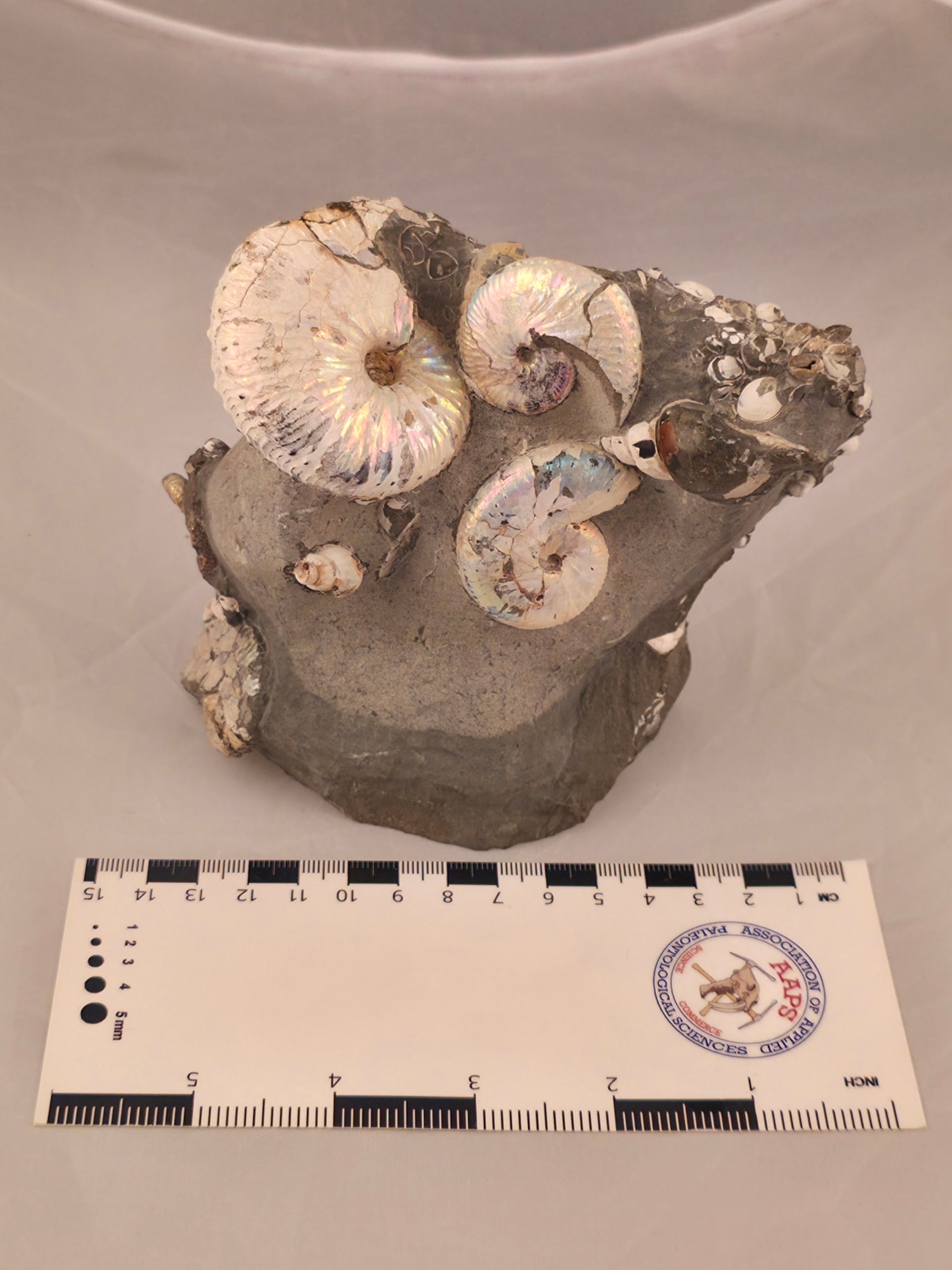 Hoploscaphites spedeni w/ multiple Discoscaphites conradi macroconch 
