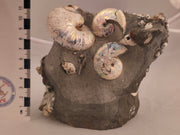 Hoploscaphites spedeni macroconch (top left) w/ multiple Discoscaphites conradi macroconchs