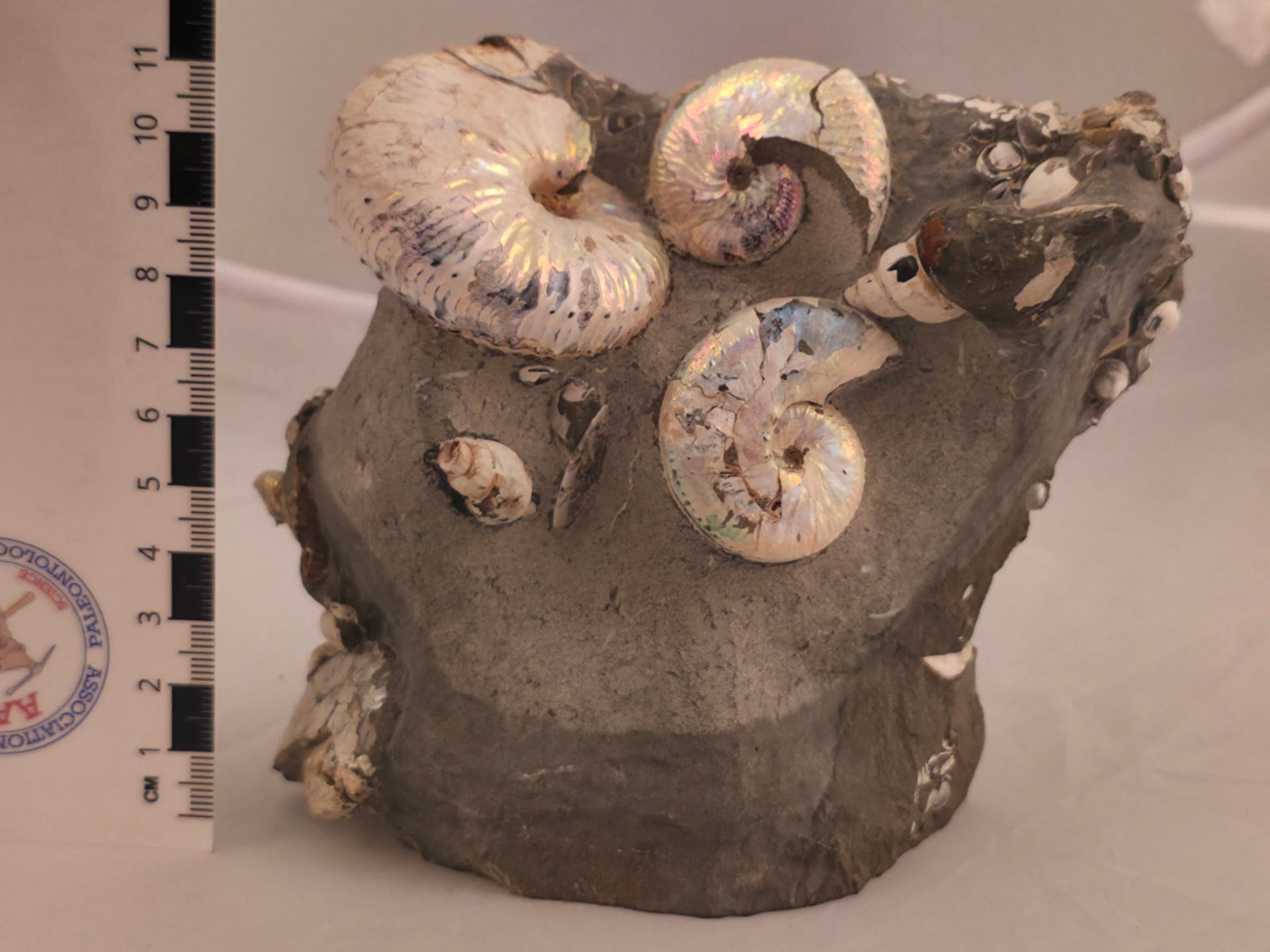 Hoploscaphites spedeni macroconch (top left) w/ multiple Discoscaphites conradi macroconchs