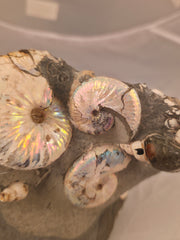 Hoploscaphites spedeni w/ multiple Discoscaphites conradi macroconch 