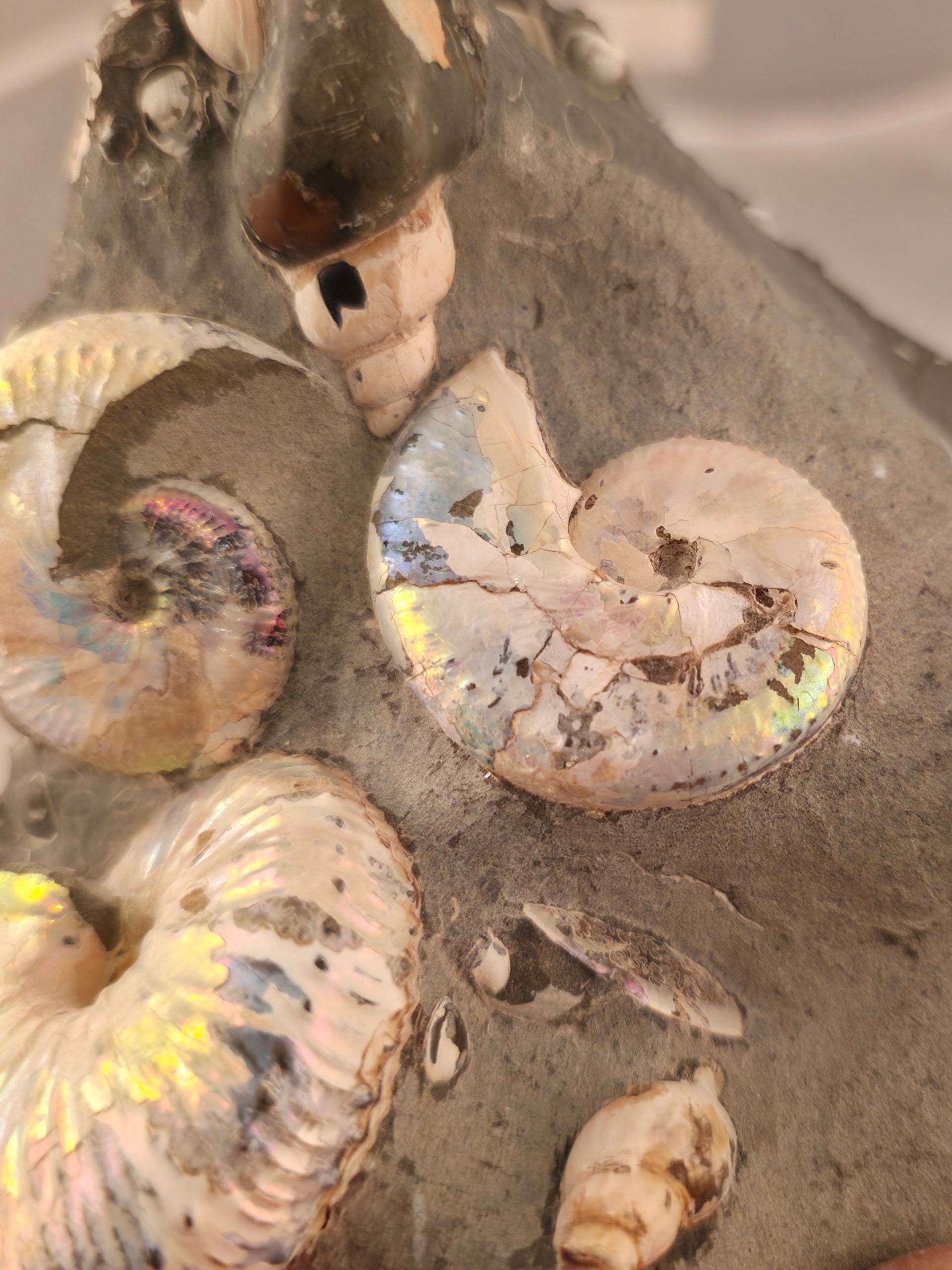 Hoploscaphites spedeni w/ multiple Discoscaphites conradi macroconch 