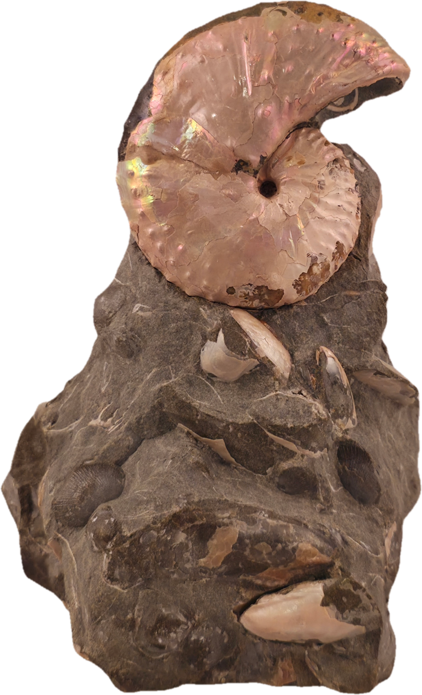 Discoscaphites cf. D. gulosus 