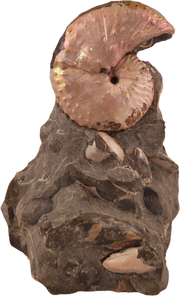 Discoscaphites cf. D. gulosus 