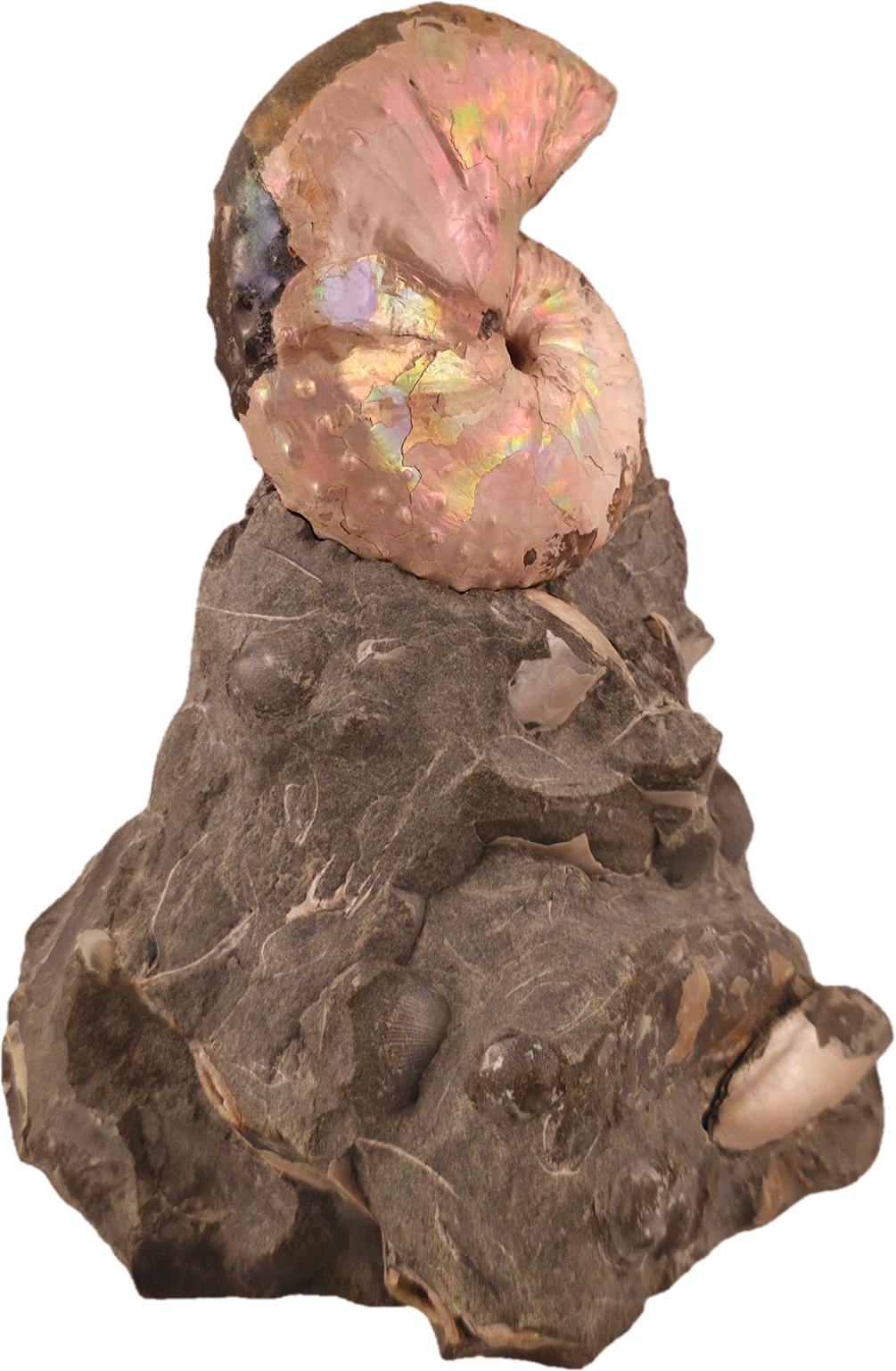 Discoscaphites cf.  D. gulosus 