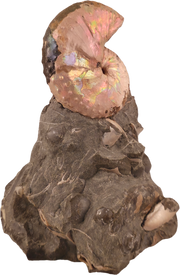 Discoscaphites cf.  D. gulosus 