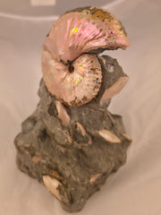 Discoscaphites cf. D. gulosus 