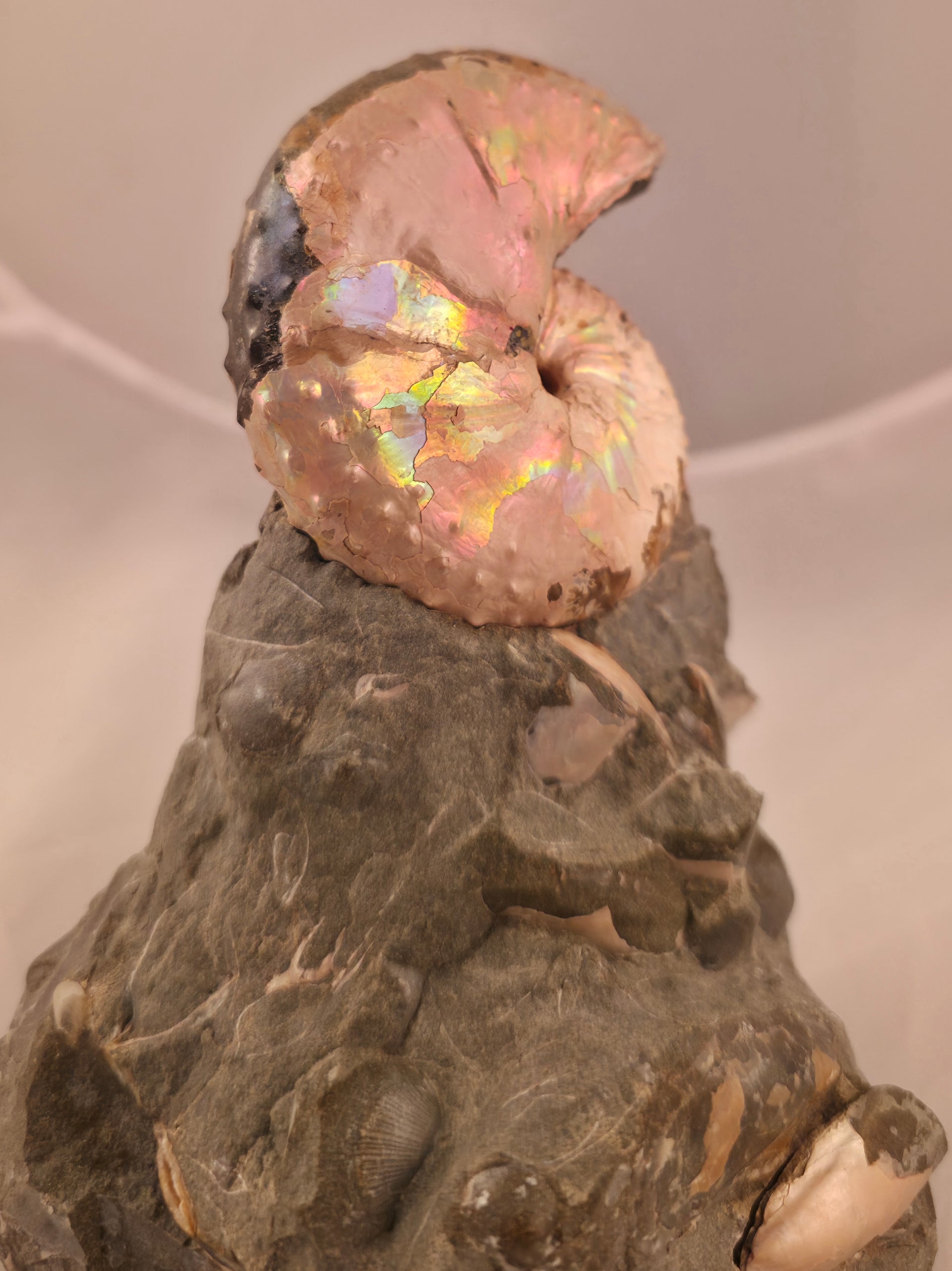 Discoscaphites cf. D. gulosus 