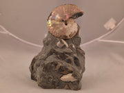 Discoscaphites cf. D. gulosus 