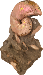 Discoscaphites cf. D. gulosus 