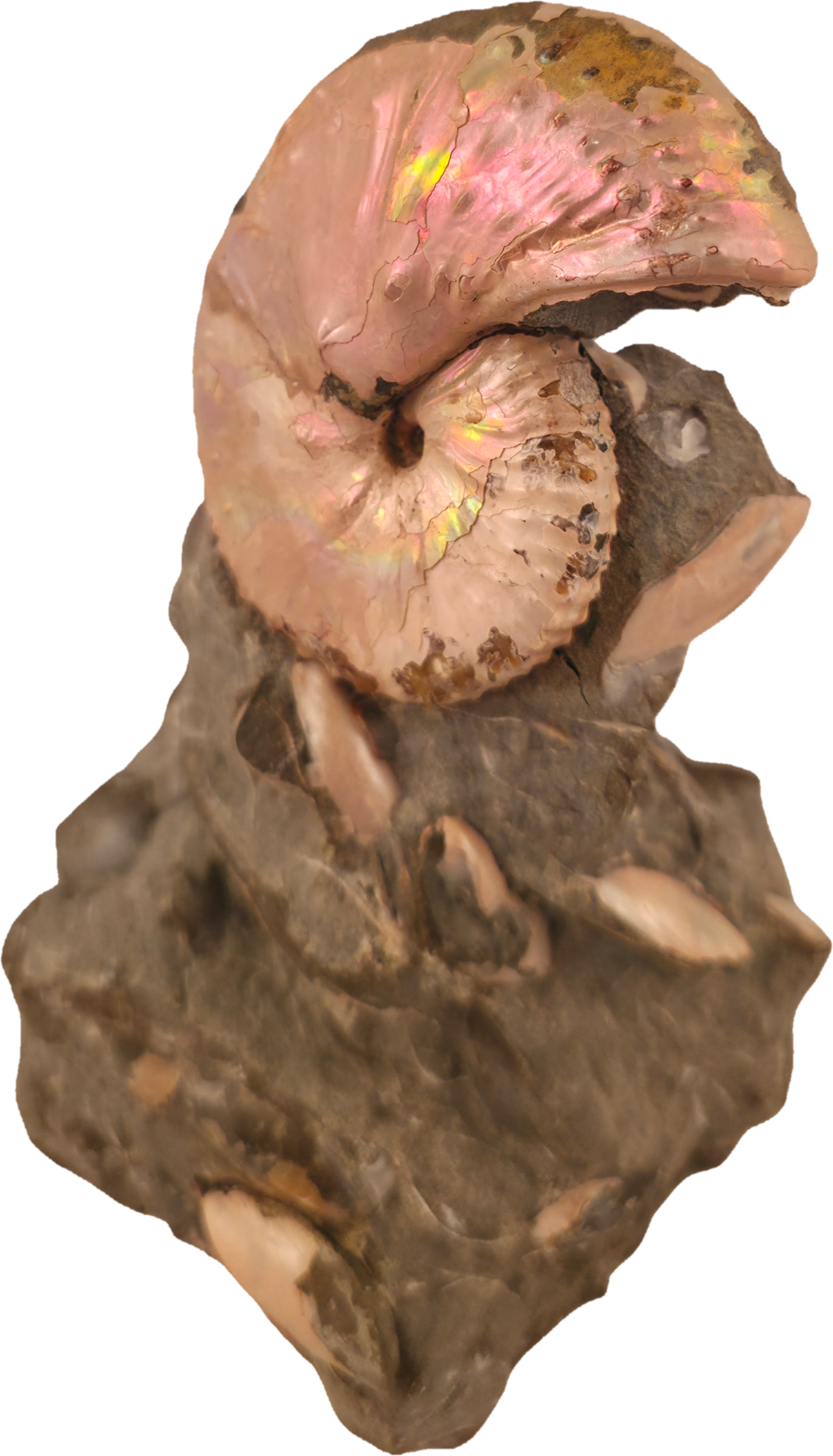 Discoscaphites cf. D. gulosus 