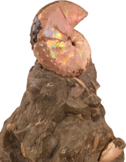 Discoscaphites cf. D. gulosus 