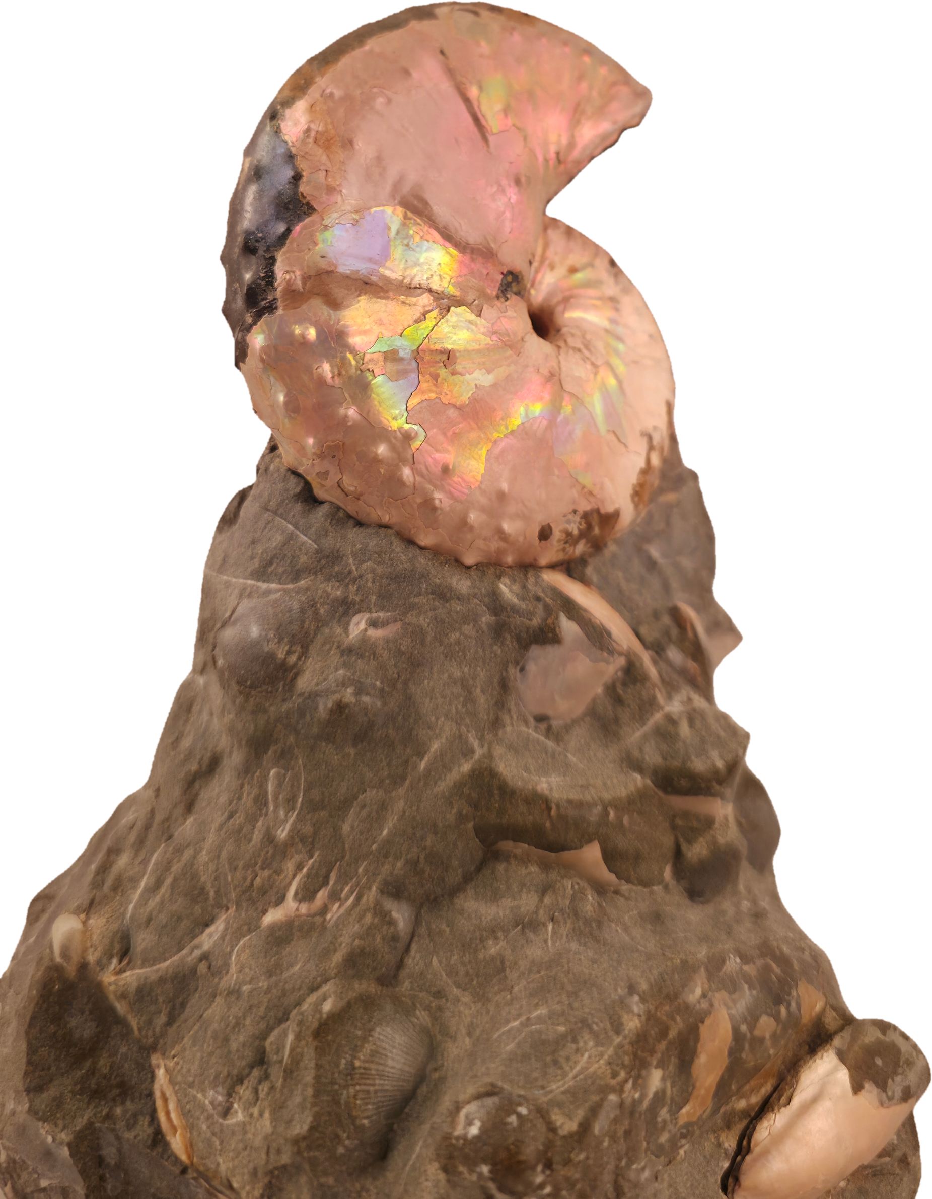 Discoscaphites cf. D. gulosus 