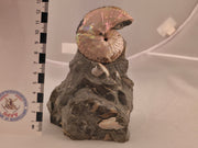 Discoscaphites cf. D. gulosus 