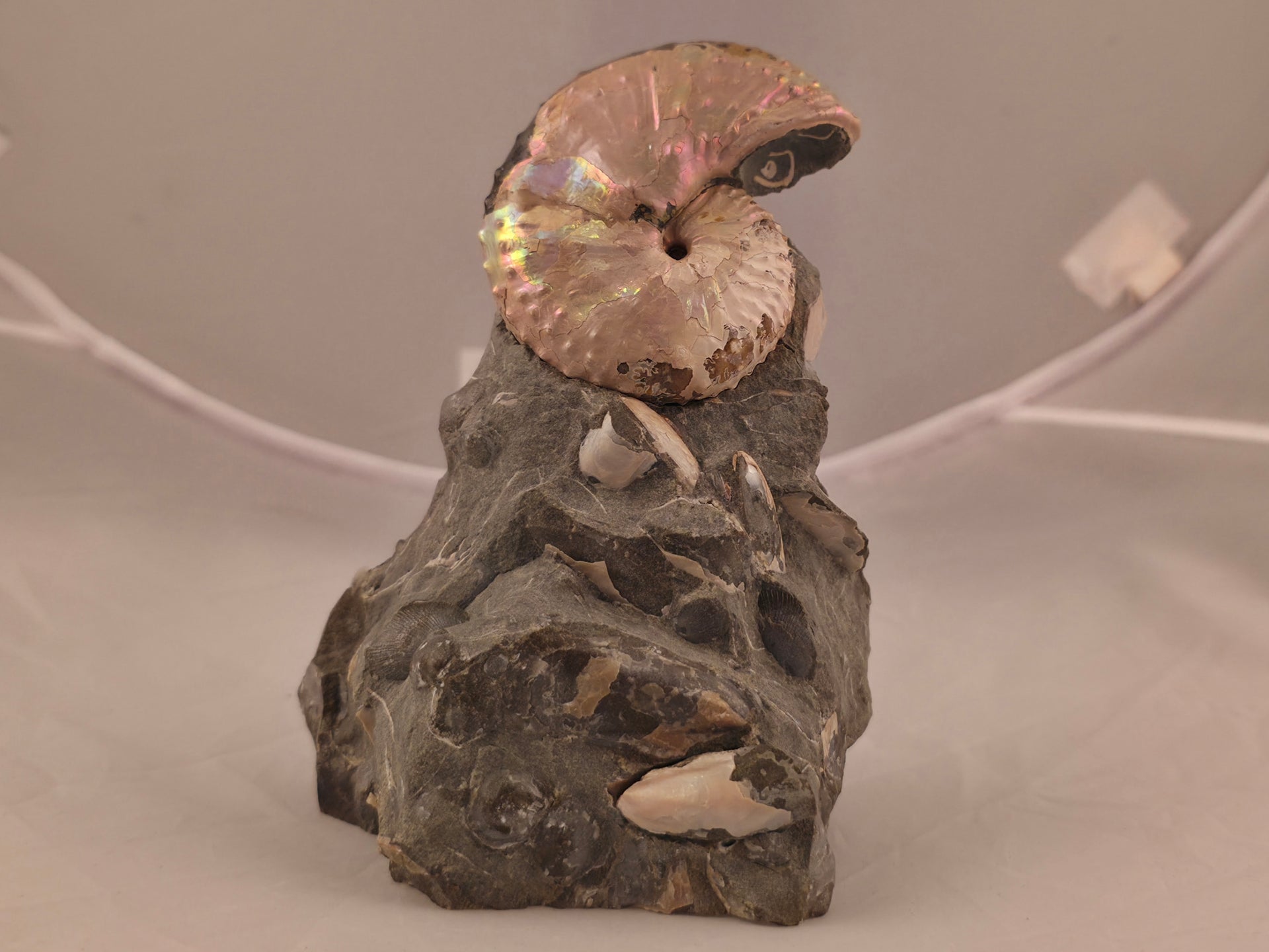 Discoscaphites cf. D. gulosus 