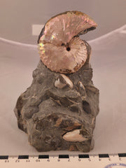 Discoscaphites cf. D. gulosus 